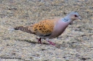 Columbidae