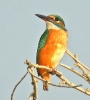 CORACIIFORMES