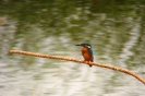 CORACIIFORMES