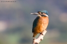 Alcedinidae