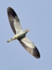Ghiandaia marina Coracias garrulus