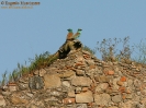 CORACIIFORMES