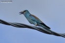 Coraciidae