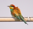 Meropidae