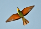 Meropidae