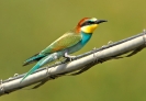 Meropidae