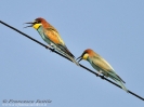 Meropidae
