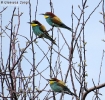 Gruccione Merops apiaster
