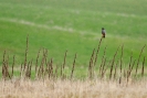 Falco cuculo (Foto: Francesco Sottile)