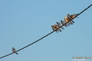 Falco cuculo Falco vespertinus