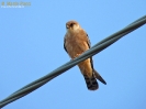 Falco cuculo Falco vespertinus