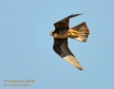 FALCONIFORMES