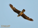 Falco della regina Falco eleonorae