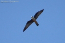 Falco della regina Falco eleonorae