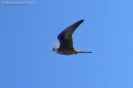 Falco della regina Falco eleonorae