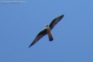 FALCONIFORMES