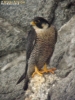 Falco pellegrino Falco peregrinus