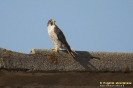 Falco pellegrino Falco peregrinus