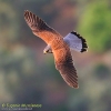 FALCONIFORMES
