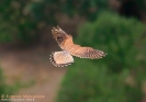 Gheppio Falco tinnunculus