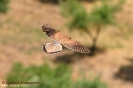 Falconidae