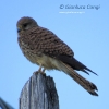 Gheppio