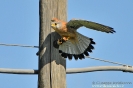 Gheppio Falco tinnunculus