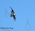 Lanario Falco biarmicus