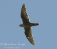 Falconidae