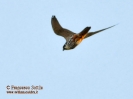 Falconidae