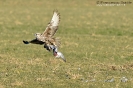 Falconidae