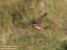 FALCONIFORMES