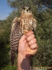 FALCONIFORMES
