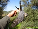 Smeriglio Falco columbarius