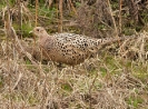 Phasianidae