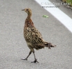 Phasianidae