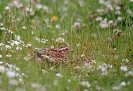 GALLIFORMES