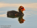 Folaga Fulica atra