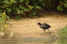 GRUIFORMES