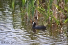 Rallidae