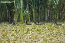 Folaga Fulica atra