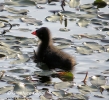 Gallinella d'acqua