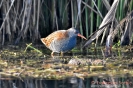 Rallidae