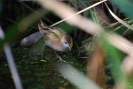 Rallidae