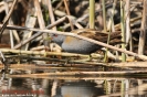 Rallidae