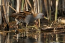 GRUIFORMES