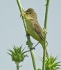 Acrocephalidae