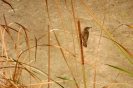 Acrocephalidae