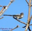 Aegithalidae