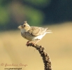 Alaudidae